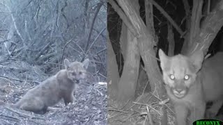 Baby Mountain Lions Cavort on Camera in Southern California