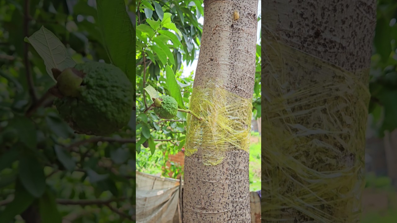 পেয়ারা গাছের অদ্ভুত এক্সপেরিমেন্ট! | Guava Tree Grafting Experiment #shorts #shortvideo