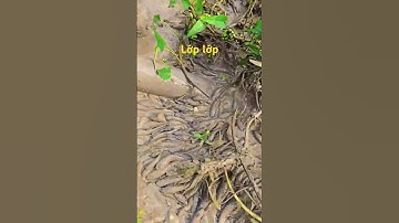 Cá cạn lớp lớp