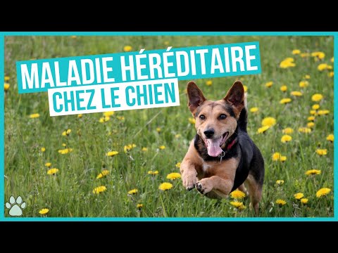 Vidéo: L'hydrocéphalie d'un chien est-elle héréditaire?