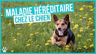 Les Maladies Génétiques Héréditaires des chiens by Univers Canin 1,196 views 1 year ago 9 minutes, 45 seconds