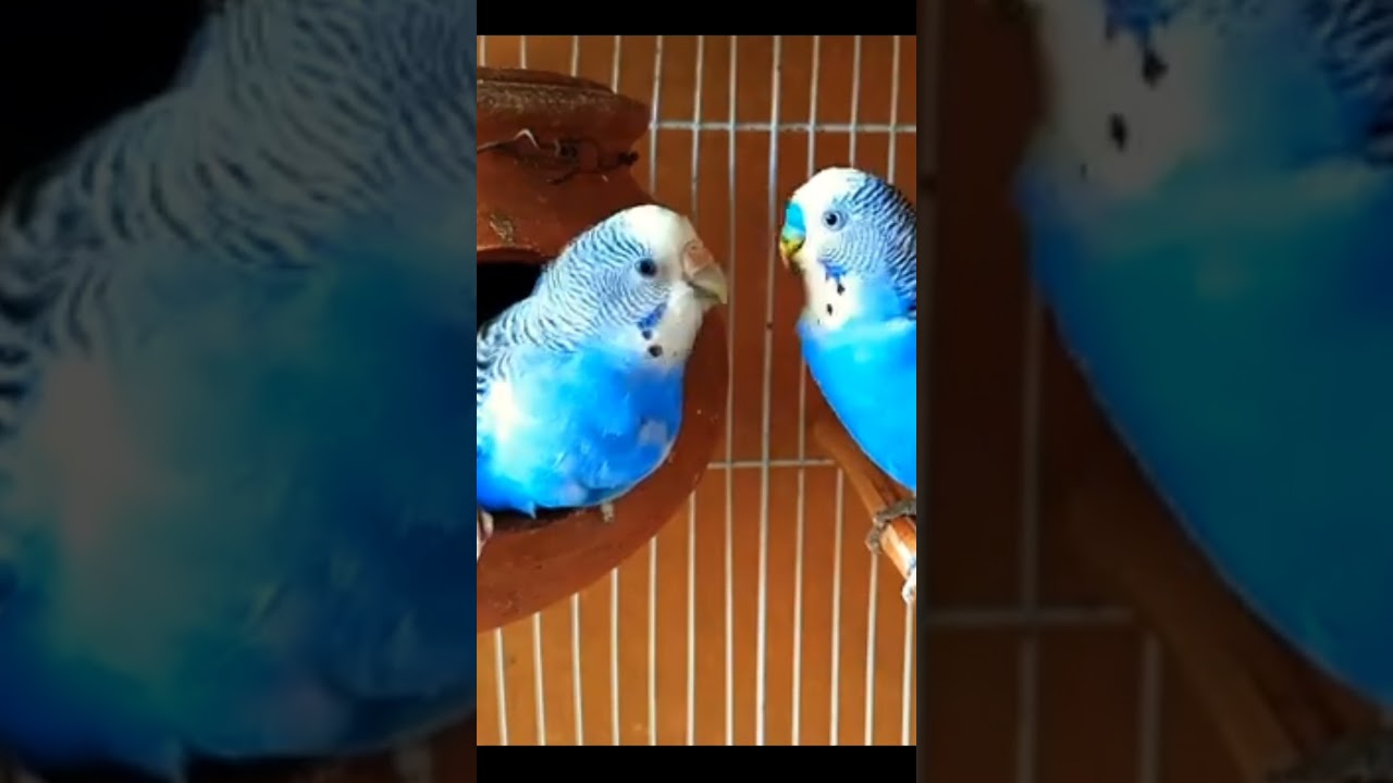 Parrot bird perch (part 4) #shorts #shortsvideo #shortsfeed #ytshorts #short