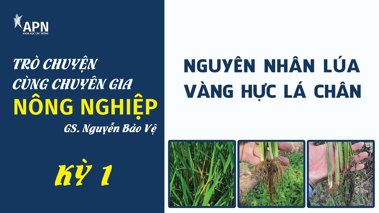 APN - NGUYÊN NHÂN LÚA VÀNG CAM CHẾT CÂY - TRÒ CHUYỆN CÙNG CHUYÊN GIA NÔNG NGHIỆP KỲ 1