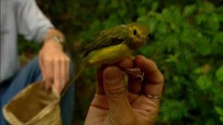 Migration Sensation Neotropical Migrants Part 2