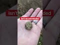 Saving a tiny frog  shorts frog
