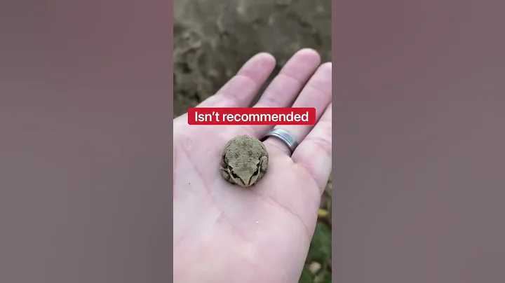 Saving A Tiny Frog!!!  #shorts #frog