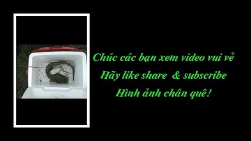 Câu cá ngát cảng tân tập long an