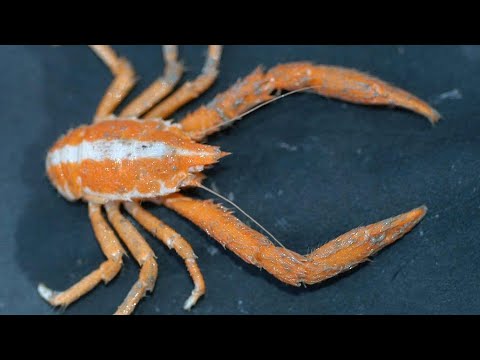 Facts: The Squat Lobster