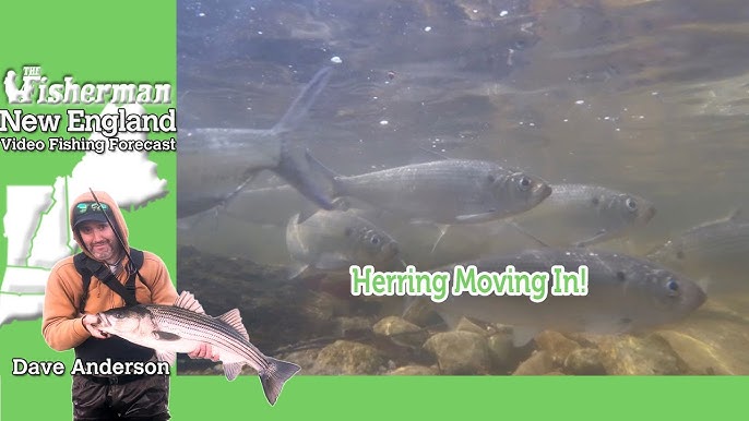 March 14th, 2024 New Jersey/Delaware Bay Fishing Report with Jim  Hutchinson, Jr. 