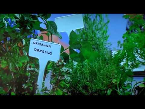 Videó: Hasznos Tippek Kezdő Kertészeknek