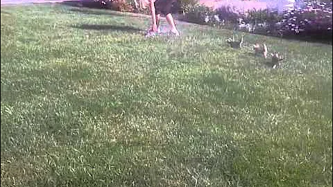 Video 10737991: savannah kitten, kitten training