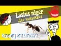 Муравьи Lasius niger. Как выводить муравьев из зимовки