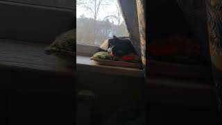Спящий Пан коцкий спит на подушке подоконнике