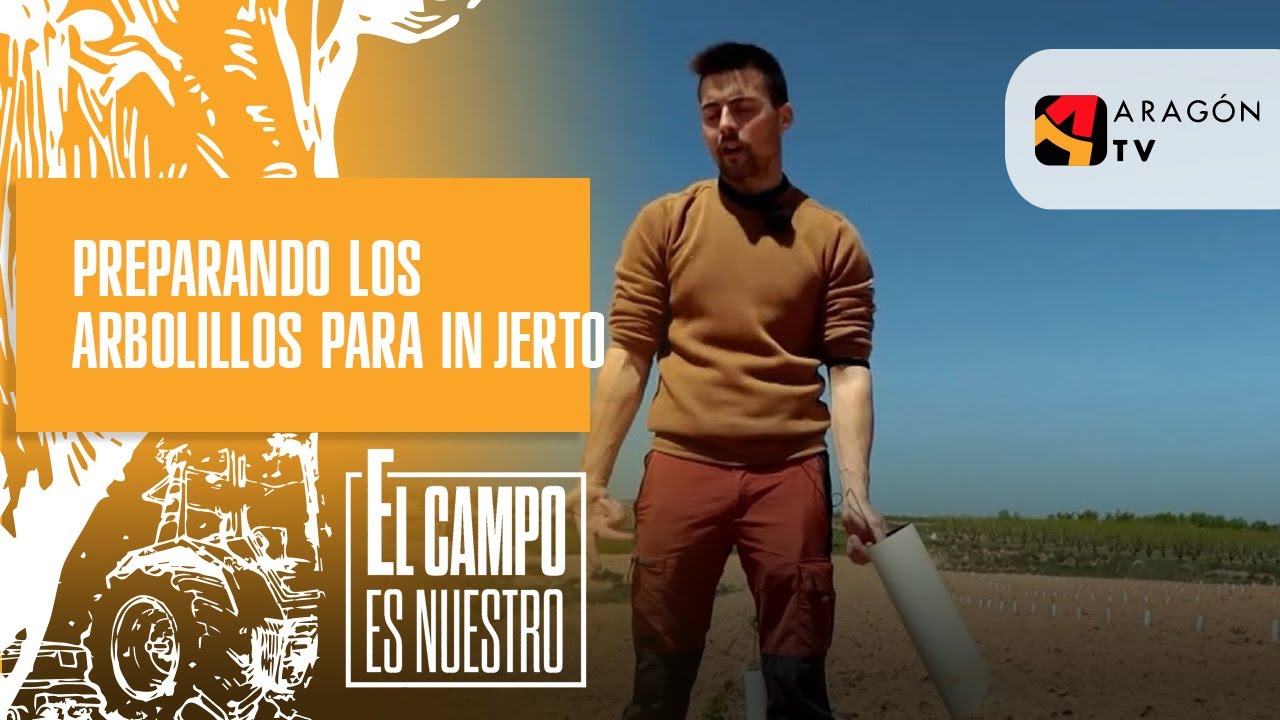 Preparando los arbolillos para el injerto.