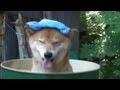 【柴犬ジロー】ジローの夏'2012【shiba inu】