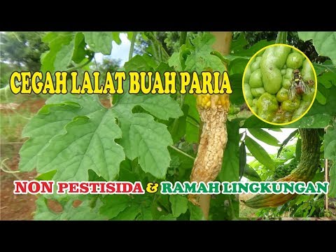 Video: Menghilangkan Lalat Buah - Kawalan Lalat Buah Di Rumah Dan Taman