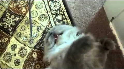 Watch the video about Xerxes the snorting Blue Point Himalayan