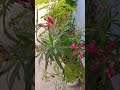 🌸Blooming Beauty In My Garden 🌿🌼 #ytshots #shorts