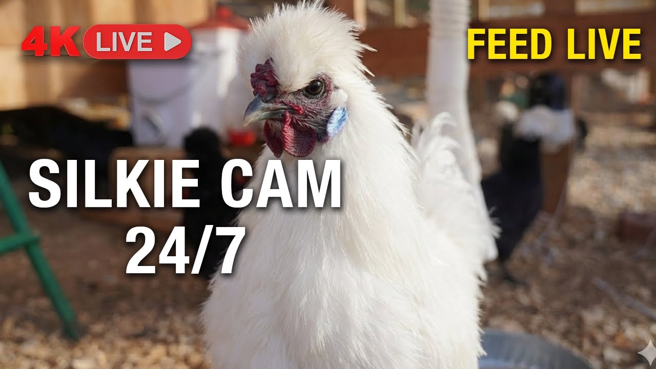 🔴 LIVE: 4K Chicken Coop Cam - Silkies FEED us NOW!