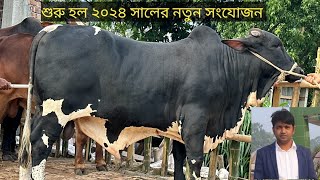 ২০২৪ সালের সেরা গরু সংগ্রহ করুন।। Mrittika dairy farm দাঁত বিহীন সব গরু। screenshot 5