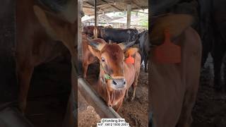 Sapi Qurban Madura Laris Manis di kandang btm