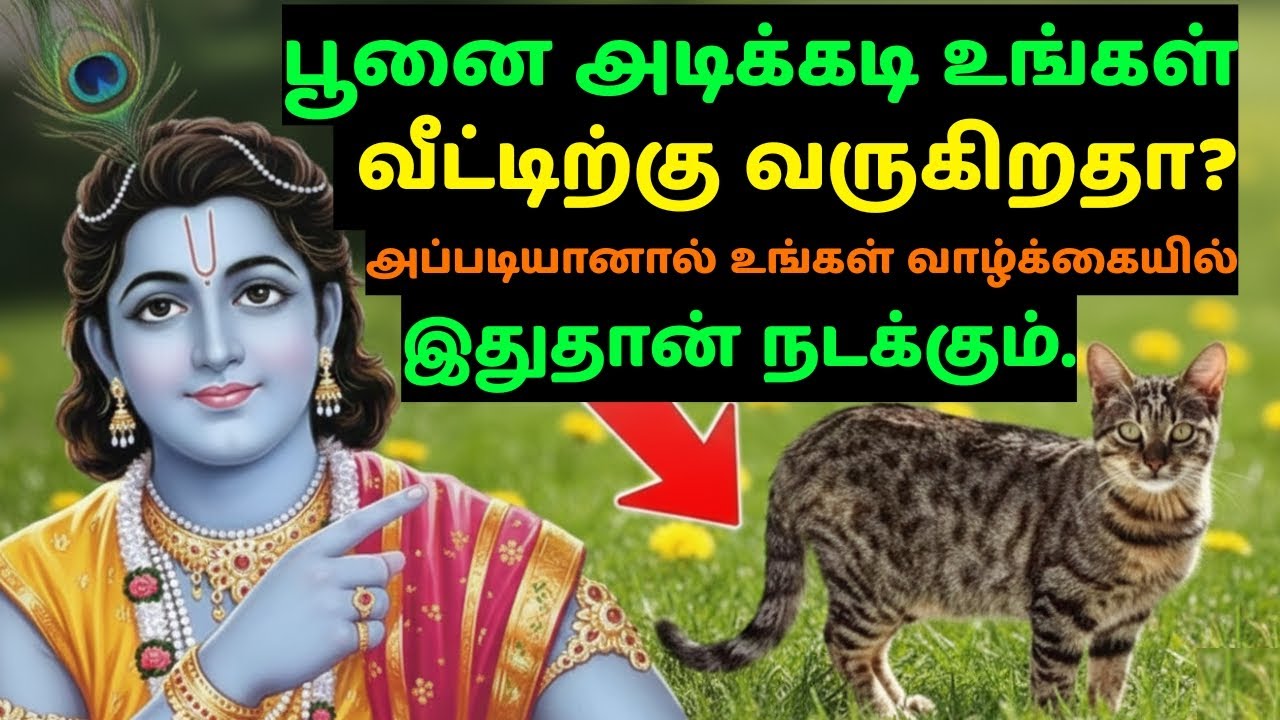உங்கள் வாசலில் பூனை காணப்பட்டால் கவனமா இருங்க! இது ஒரு பெரிய சிக்னல்!
