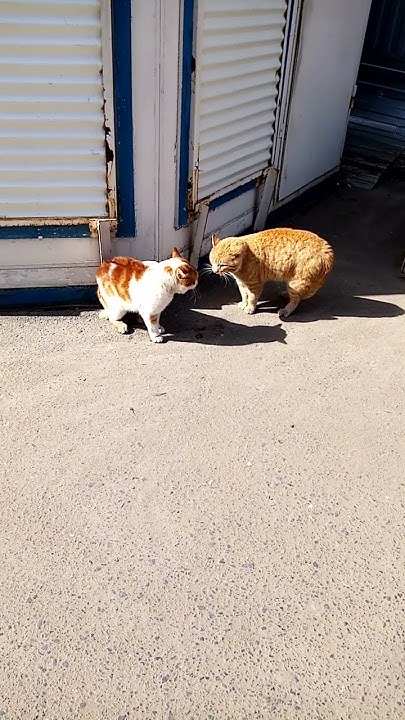 Местные коты женяться😋🐱🐅 - YouTube