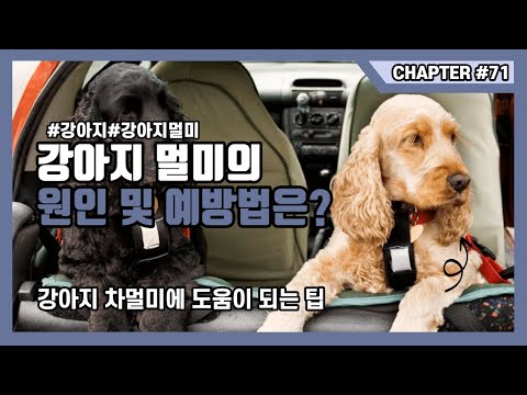 강아지멀미의 원인 및 예방법은?