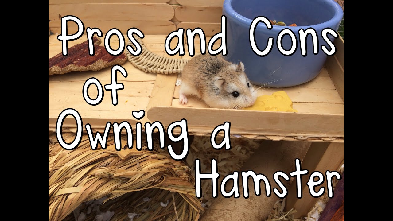 7 Reasons To Adopt A Hamster