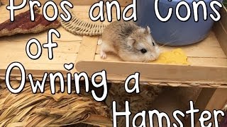Pros and Cons of Owning a Hamster