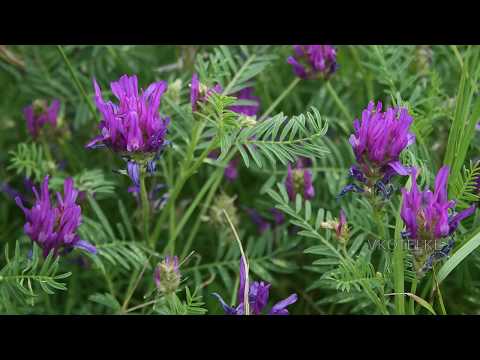 Video: Astragalus Villalillega - Astragalus Villalillega. Astragaluse Retseptid