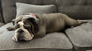 Its National Pet Day