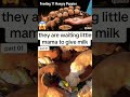 puppies | hungry puppy | dog food | video of feeding puppies