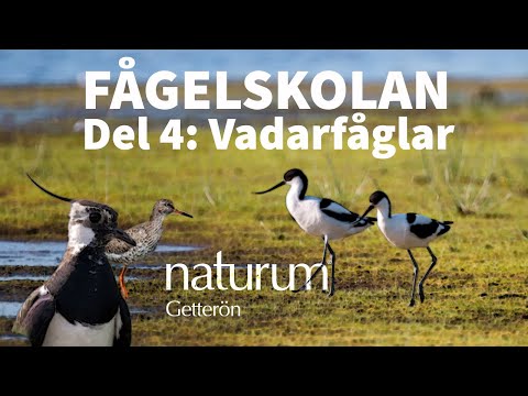 Video: Vad är Fågellim