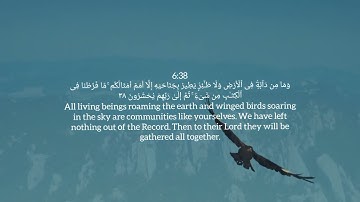 Surah An'aam | Ibrahim Jibreen | English and Arabic | سورة الأنعام ابراهيم الجبرين