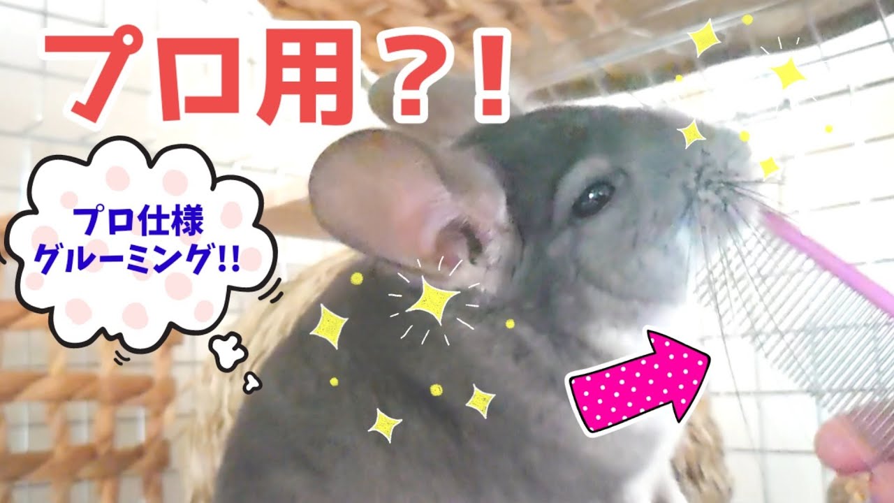 チンチラ 犬みたい 意外な声で鳴いた チンチラの珍しい鳴き声 可愛い鳴き声 Youtube