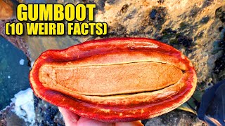 Gumboot 🥾 (10 FACTS you NEVER KNEW)