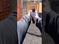 USPSA Match POV💯 #shootingtime #tacticalshooter #trending #tactics #uspsaclassifier #9mmluger #mm2