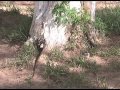 Ciencia Vital - Temporada 01 - Encalado de Ãrboles 01/03