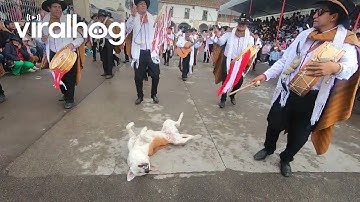 Parade Of Musicians Surround Sleeping Dog || ViralHog