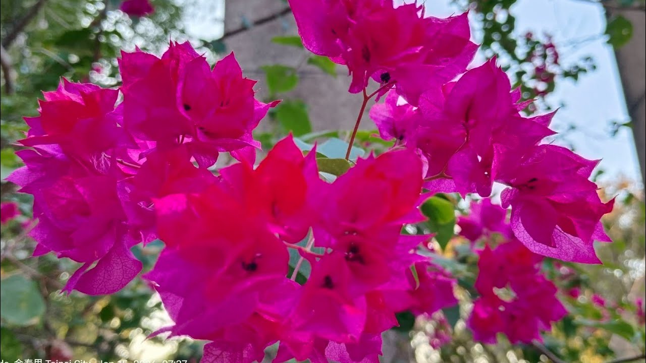 BOUGAINVILLEA FLOWER with nature background 