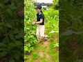 Small Support, Big Comfort#farming #agriculture