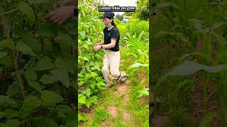 Small Support, Big Comfort#farming #agriculture