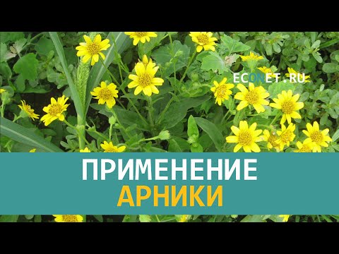 Применение арники | ECONET.RU