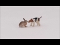 Wire fox terrier and hare. Friendly meeting. の動画、YouTube動画。