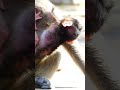 A Newborn Baby Monkey Is Crying For Milk Shorts Animals Monkey Wildlife A Newborn Baby Monkey Is Crying For Milk Shorts Animals Monkey Wildlife