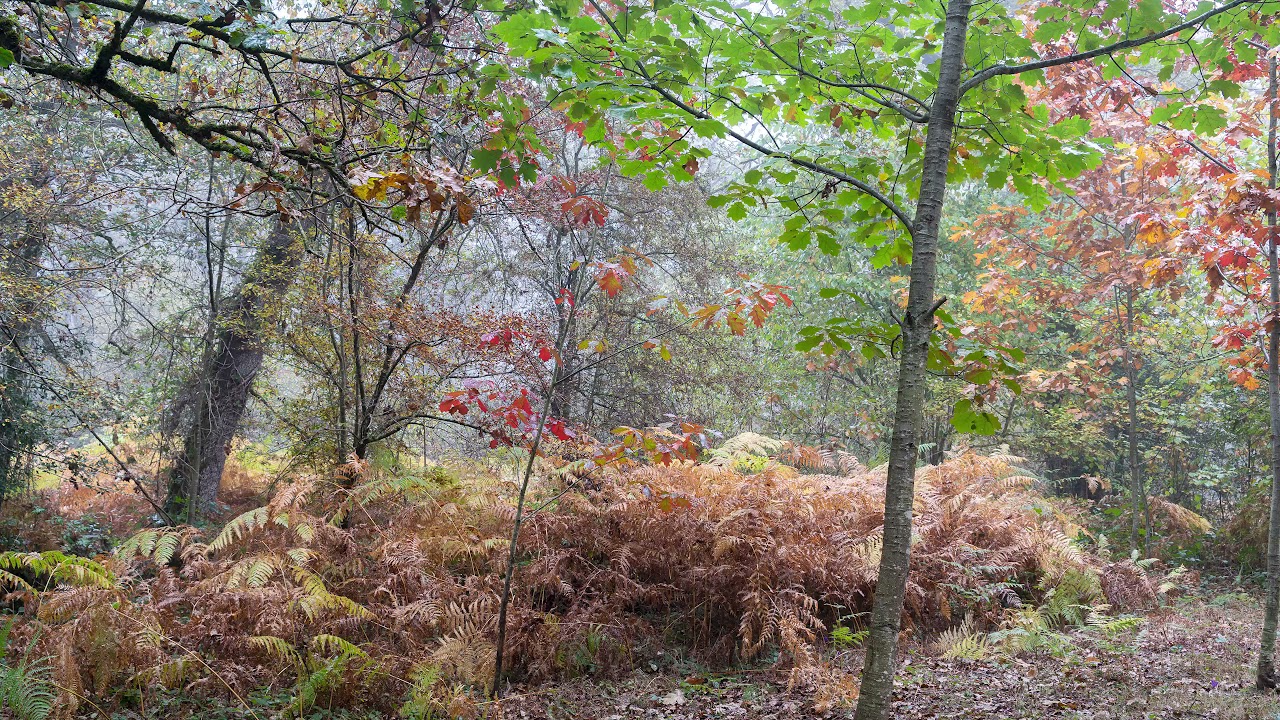 Bosque de Orgi Lizaso Navarra
