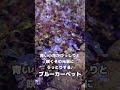 【ガーデニング】庭がレベルアップするオススメグランドカバー5選！雑草対策にも効果的♪