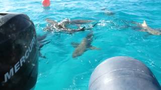 Kuwaiti man swims with sharks in the Caribbean Islands