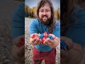 Ya pas que des bleuets à recolter au sol du Québec #rockhounding #canada #nature #crystals